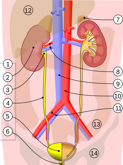 boşaltım sistemi nedir