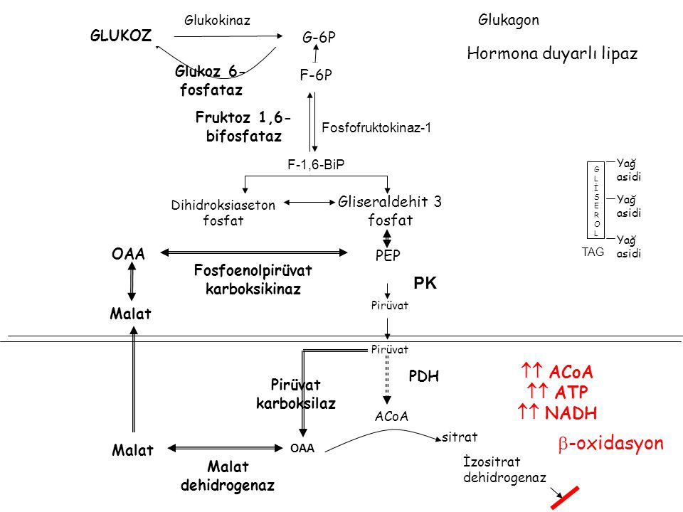 glikojen metabolizması nedir