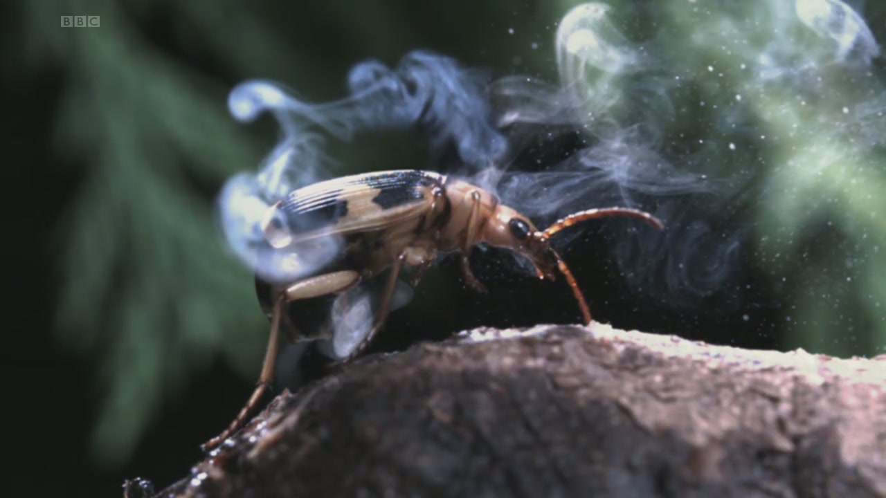 bombardıman böceği