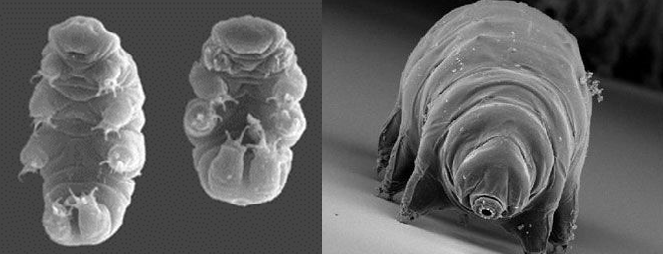 su ayısı tardigrada