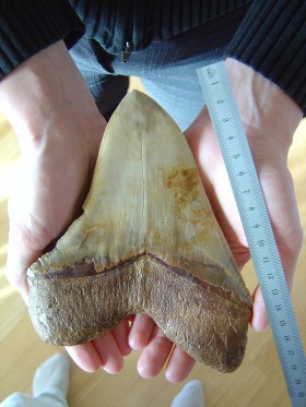 Megalodon Diş Boyutları
