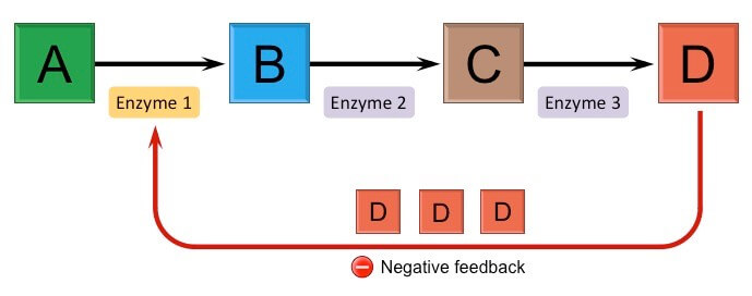 feedback-inhibisyonu