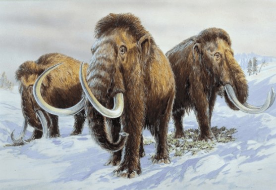 Tuylu-Mamut