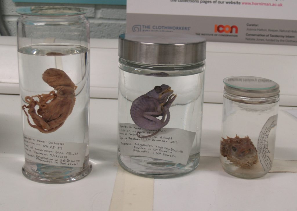 Fluid Preservation (Sıvı ile Koruma) Nedir ve Nasıl Yapılır? Bilim Ve