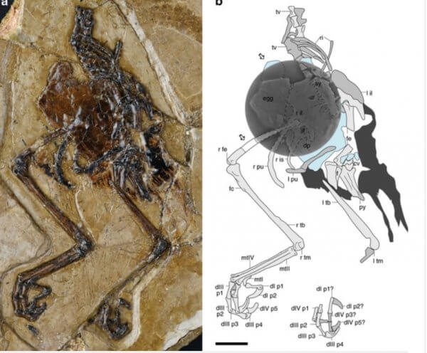 kuş fosilinde yumurta