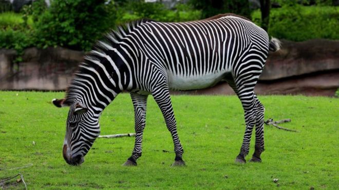 zebra çizgileri