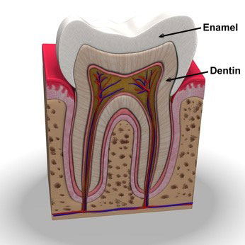 Dişin Kısımları