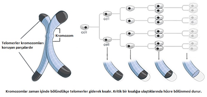 Telomer Kısalması