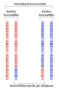 Y kromozomunun rekombinasyonla yer değişimi