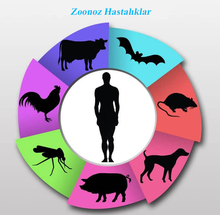 Zoonoz Hastalıklar