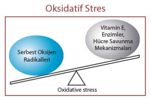 Oksidatif Stres Nasıl Artar