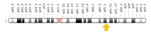 FOXP2 geninin 7.kromozom üzerinde bulunduğu lokasyon
