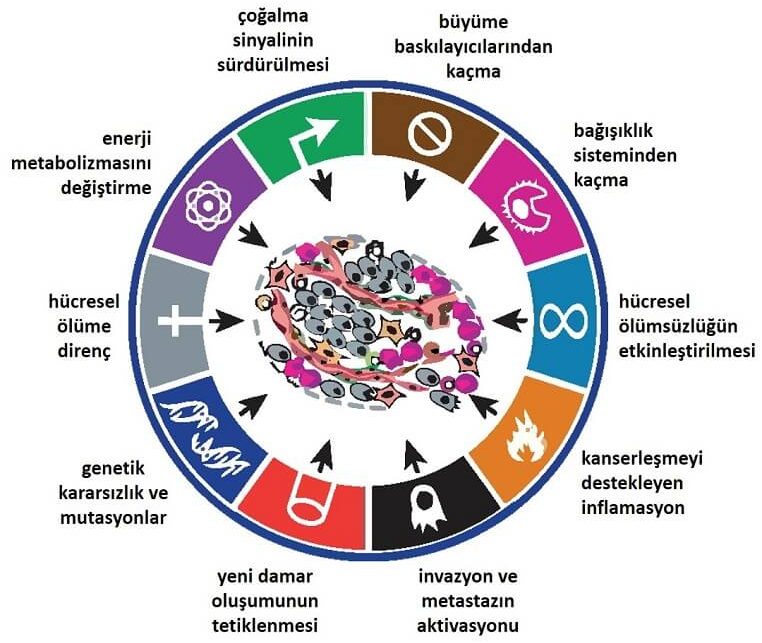 Kanserin Özellikleri
